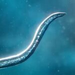 Bionix Spore Evolution Sim 3D Apk Mod Unlimited Money