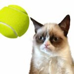Cat Tennis Battle Meme 1.0.5 Apk Mod Unlimited Money