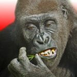 Flying Gorilla Apk Mod Unlimited Money