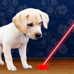 Laser Pointer for Dogs 4.6 Apk Mod Unlimited Money