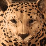 Ultimate Leopard Simulator 1.3 Apk Mod Unlimited Money