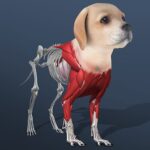 Idle Pet – Create cell by cell 6.9 Apk Mod Unlimited Money