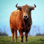 The Bull 1.1.7 Apk Mod Unlimited Money