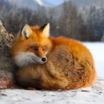 The Fox 1.1.4 Apk Mod Unlimited Money