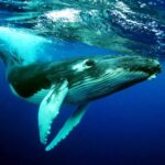 The Humpback Whales 1.0.9 Apk Mod Unlimited Money