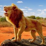 The Lion 1.1.5 Apk Mod Unlimited Money