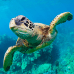 The Turtle 1.1.2 Apk Mod Unlimited Money The Turtle 1.1.2 Apk Mod Unlimited Money