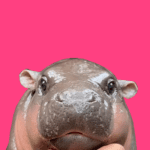 Moo Deng 1.8.2 Apk Mod Unlimited Money Moo Deng 1.8.2 Apk Mod Unlimited Money