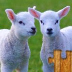 Animal Jigsaw Puzzle Game Kids 35.1 Apk Mod Unlimited Money Animal Jigsaw Puzzle Game Kids 35.1 Apk Mod Unlimited Money