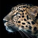 Cheetah Leopard Wallpaper 2.0.0 Apk Mod Premium Cheetah Leopard Wallpaper 2.0.0 Apk Mod Premium