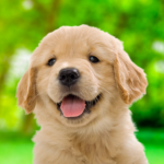 My Dog Me Puppy Simulator 2.0.1 Apk Mod Unlimited Money