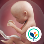 Pregnancy App Baby Tracker 5.21.1 Apk Mod Premium