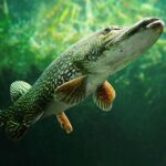 The Pike 1.1.3 Apk Mod Unlimited Money