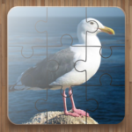Bird Puzzle Games 3.50 Apk Mod Unlimited Money