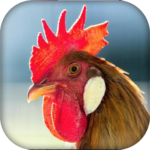 Real Animal sounds 1.4 Apk Mod Unlimited Money