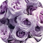 Lavender Rose WalL 1.3 Apk Mod Premium