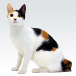 Animal sounds 2.18 Apk Mod Unlimited Money