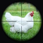 Chicken Shoot Sniper Hunting 1.1 Apk Mod Unlimited Money