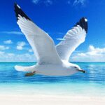 The Seagull 1.1.5 Apk Mod Unlimited Money