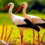 The White Stork 1.1.7 Apk Mod Unlimited Money