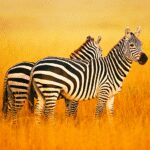 The Zebra 1.2.0 Apk Mod Unlimited Money