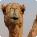Camel Wallpaper 6.0 Apk Mod Premium