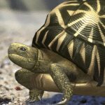 Tortoise to grow relaxedly 1.0.9 Apk Mod Unlimited Money