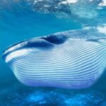 The Blue Whale 1.1.3 Apk Mod Unlimited Money The Blue Whale 1.1.3 Apk Mod Unlimited Money