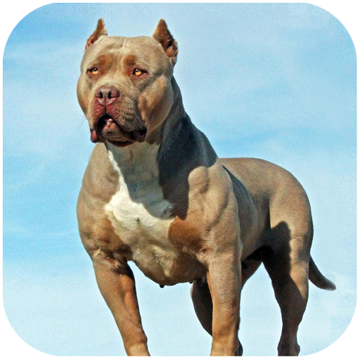 Pitbull Simulator 1.3.4 Apk Mod Unlimited Money