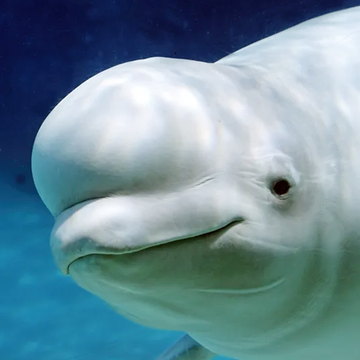 The Beluga Whale 1.1.8 Apk Mod Unlimited Money The Beluga Whale 1.1.8 Apk Mod Unlimited Money