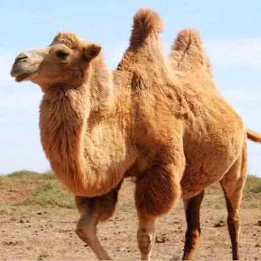 The Camel 1.2.5 Apk Mod Unlimited Money