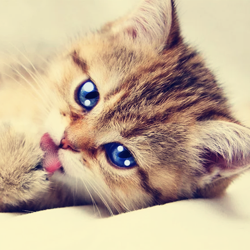 Talking Tabby Cat 1.2.2 Apk Mod Unlimited Money Talking Tabby Cat 1.2.2 Apk Mod Unlimited Money