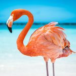 The Flamingo 1.2.2 Apk Mod Unlimited Money
