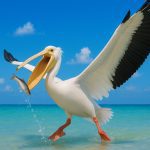 The Pelican 1.2.4 Apk Mod Unlimited Money