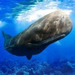 The Sperm Whale 1.1.8 Apk Mod Unlimited Money