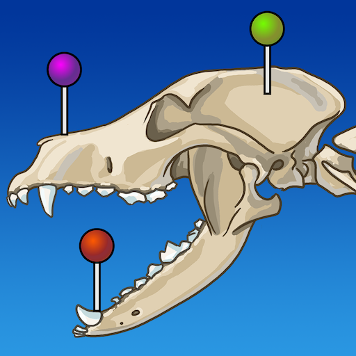 IMAIOS vet-Anatomy 5.8.0 Apk Mod Premium IMAIOS vet-Anatomy 5.8.0 Apk Mod Premium