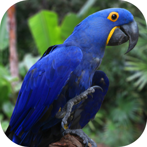 VARY Apk Mod Premium